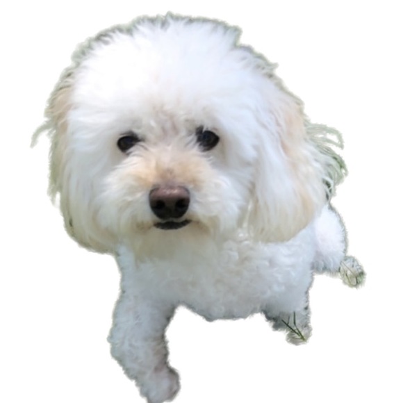 NEW “Hairmes” Ball Plush Designer squeaky Dog Toy. Orange + Brown Logo Ribbon🐾 - Picture 6 of 7